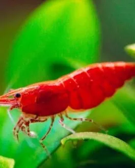 Sakura Red Shrimp (1 pair)