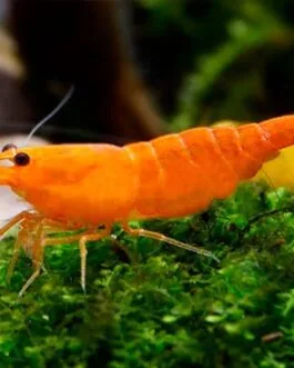 10 Pcs Sakura Orange Shrimp (Combo)