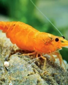 10 Pcs Sakura Orange Shrimp (Combo)