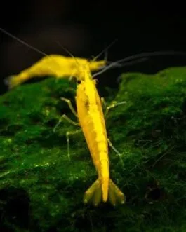 10 pcs Shrimp Combo(5 pcs Bloody Mary,5 pcs Golden yellow Back)