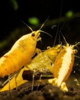 3 pair Golden Yellow Back Shrimp(combo)