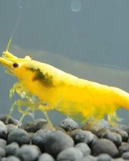 Yellow Shrimp (1 pair)