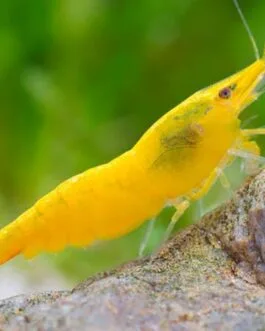 Yellow Shrimp (1 pair)