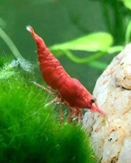 Cherry Red Shrimp(1 pair)