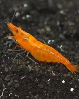 Orange Shrimp(1 pair)