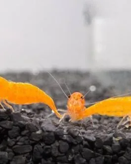 Orange Shrimp(1 pair)
