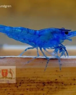 Electric Blue Shrimp(1 pair)