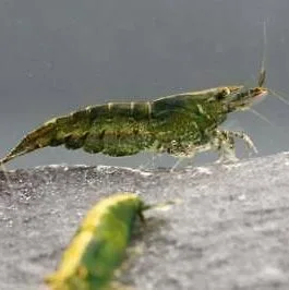 Light Green Shrimp(1 pair)