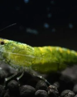 Light Green Shrimp(1 pair)