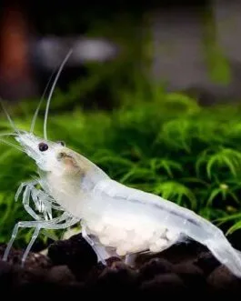 Snowball Shrimp(1 pair)