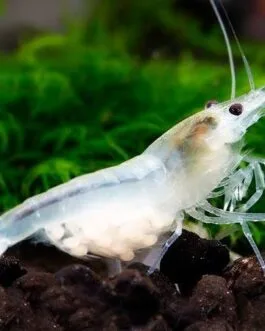 Snowball Shrimp(1 pair)