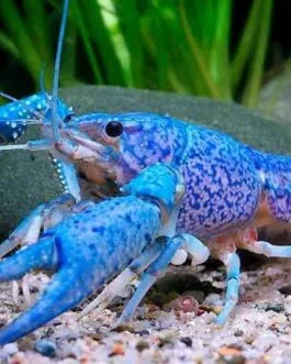 Blue CrayFish(1 pair)