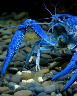 Blue CrayFish(1 pair)