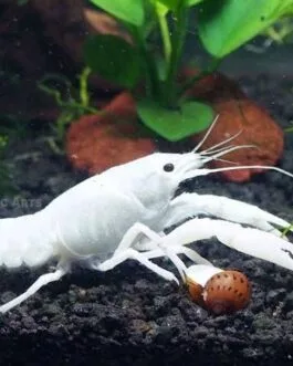 White CrayFish(1 pair)