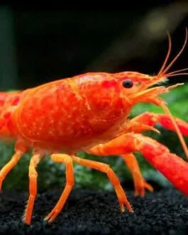 Orange CrayFish (1 pair)