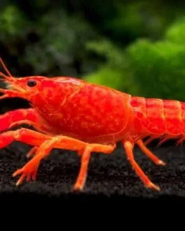 Orange CrayFish (1 pair)