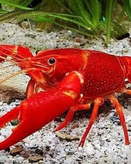 Red Crayfish (1 pair)
