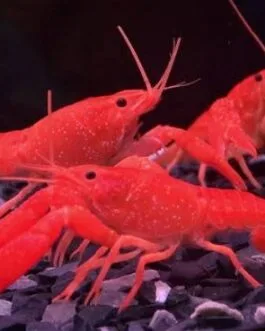 Red Crayfish (1 pair)