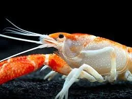 Orange Ghost Crayfish (1 pair)