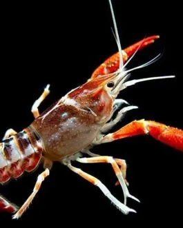 Brown Ghost Crayfish(1 pair)
