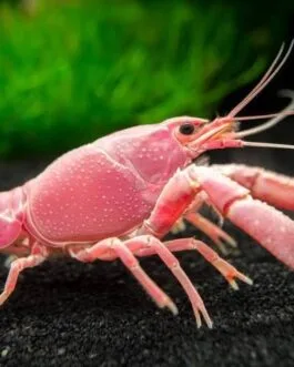 Valentine Pink CrayFish(1 pair)