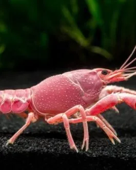 Valentine Pink CrayFish(1 pair)