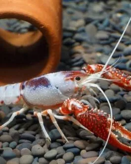 White Ghost CrayFish(1 pair)
