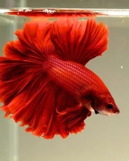 Full Red OHM Betta(1 pair)