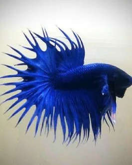 Blue Crowntail Betta(1pair)