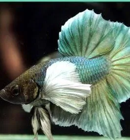 Green Dumpo hmpk Betta(1 pair)
