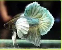 Green Dumpo hmpk Betta(1 pair)