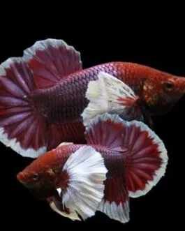 Salamander Dumpo Ear hmpk Betta(1 pair)