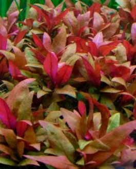 Alternanthera reineckii(6 stem)