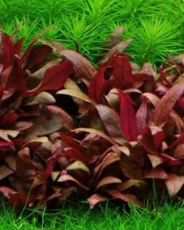 alternanthera reineckii mini(6 stem)
