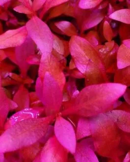 Alternanthera reineckii osipus(6 stem)