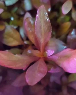 Alternanthera reineckii osipus(6 stem)