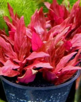 Alternanthera reineckii variegated(6 stems)