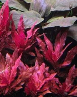 Alternanthera reineckii variegated(6 stems)