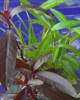 Alternanthera sessilis(6 stems)