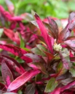 alternanthera sisilia(6 stems)