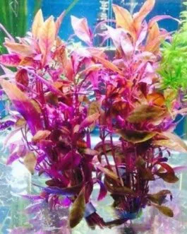 alternanthera sisilia(6 stems)