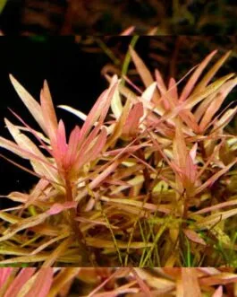 Ammannia gracilis(6 stem)
