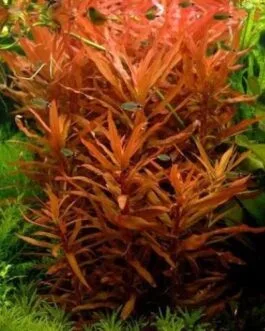 Ammannia senegalensis(5 stem)