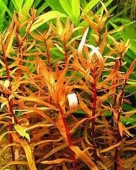 Ammannia senegalensis(5 stem)