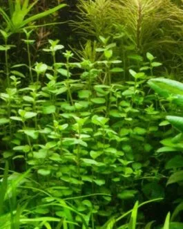 Bacopa australis(5 stem)