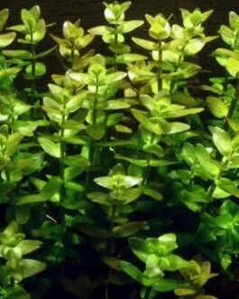 Bacopa caroliniana(5 stem)