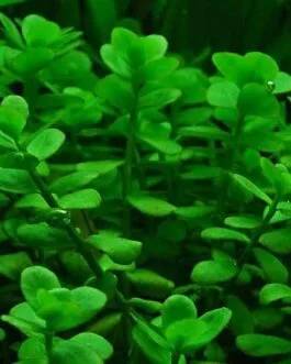 Bacopa monnieri(10 stem)
