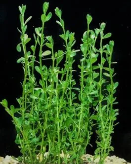 Bacopa monnieri(10 stem)