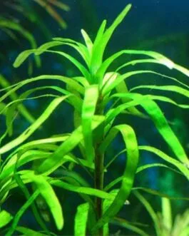 Eichhornia diversifolia(5 stem)