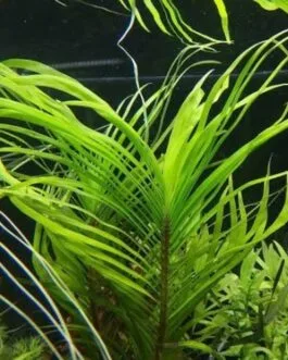 Eichhoria azurea(1 stem)
